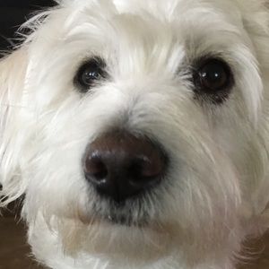 Meet your Posher, Devin